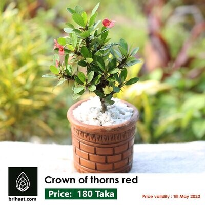 Crown-of-thorns Red (কাঁটা মুকুট)