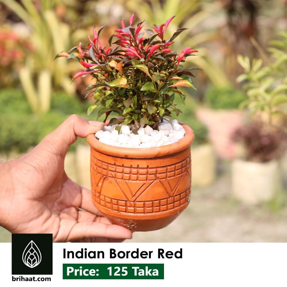 Indian Border Red (Choto Pata) | ইন্ডিয়ান বর্ডার লাল (ছোট পাতা)
