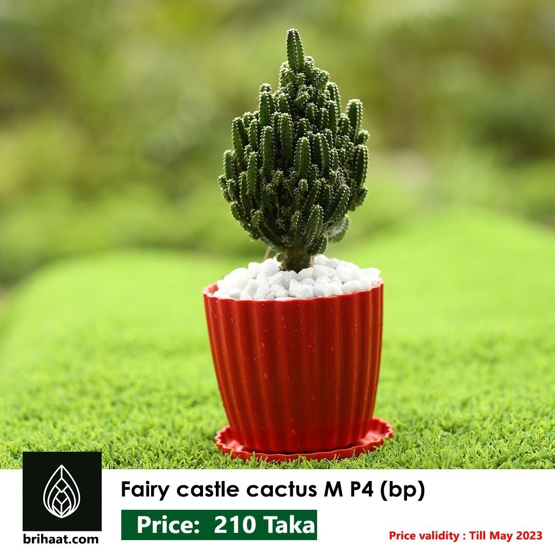 Fairy Castle Cactus Medium Size