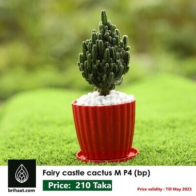 Fairy Castle Cactus M