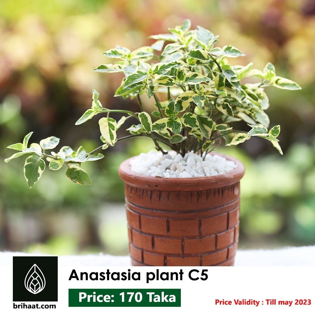 Anastasia Plant with Clay Pot (5 inch)