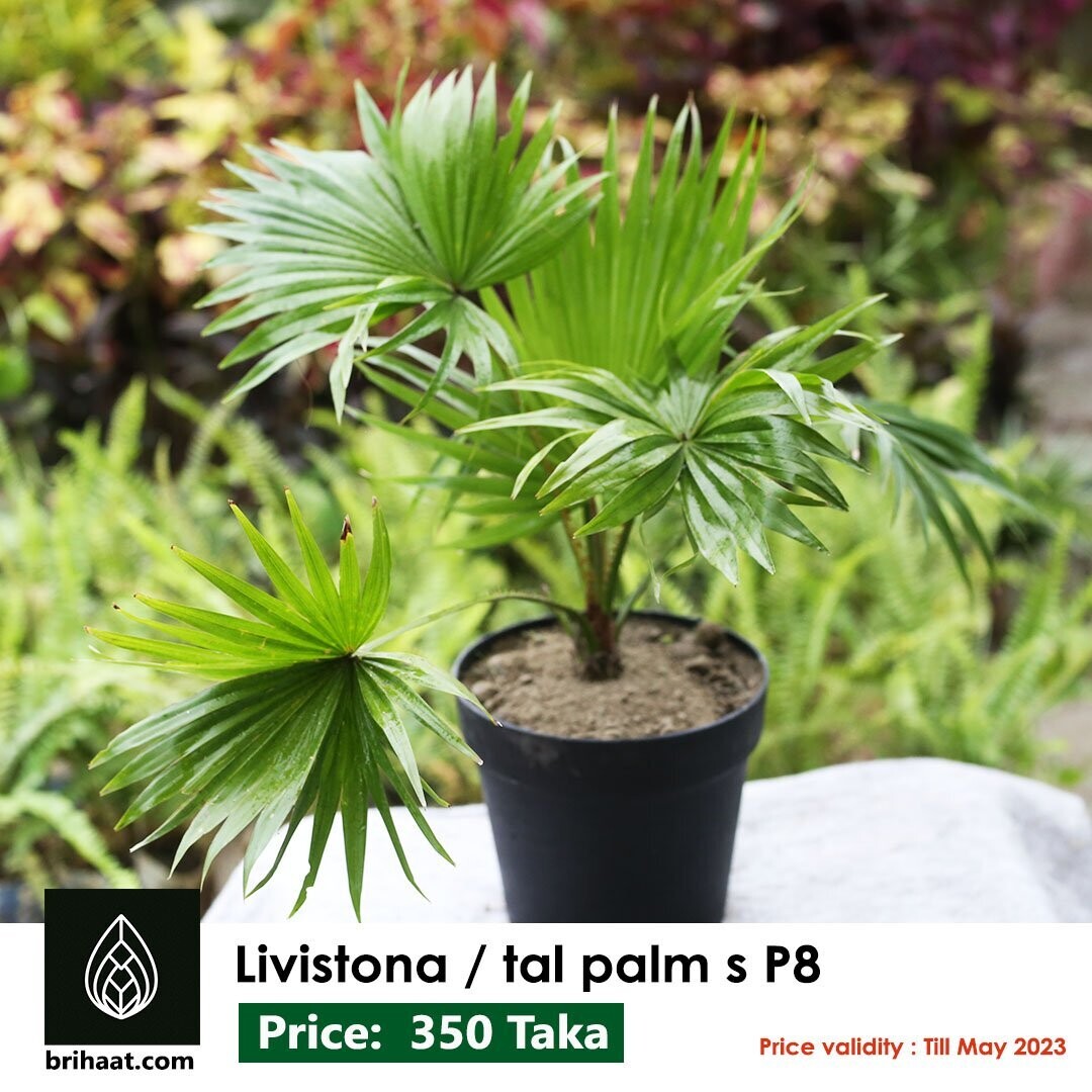 Tal Palm | Livistona