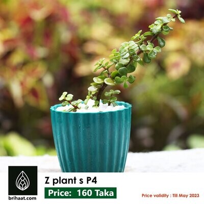 Jade Plant S (Small)