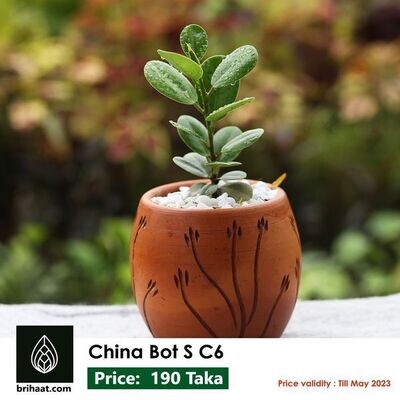 China Bot, Ficus Microcarpa (চায়না বট)