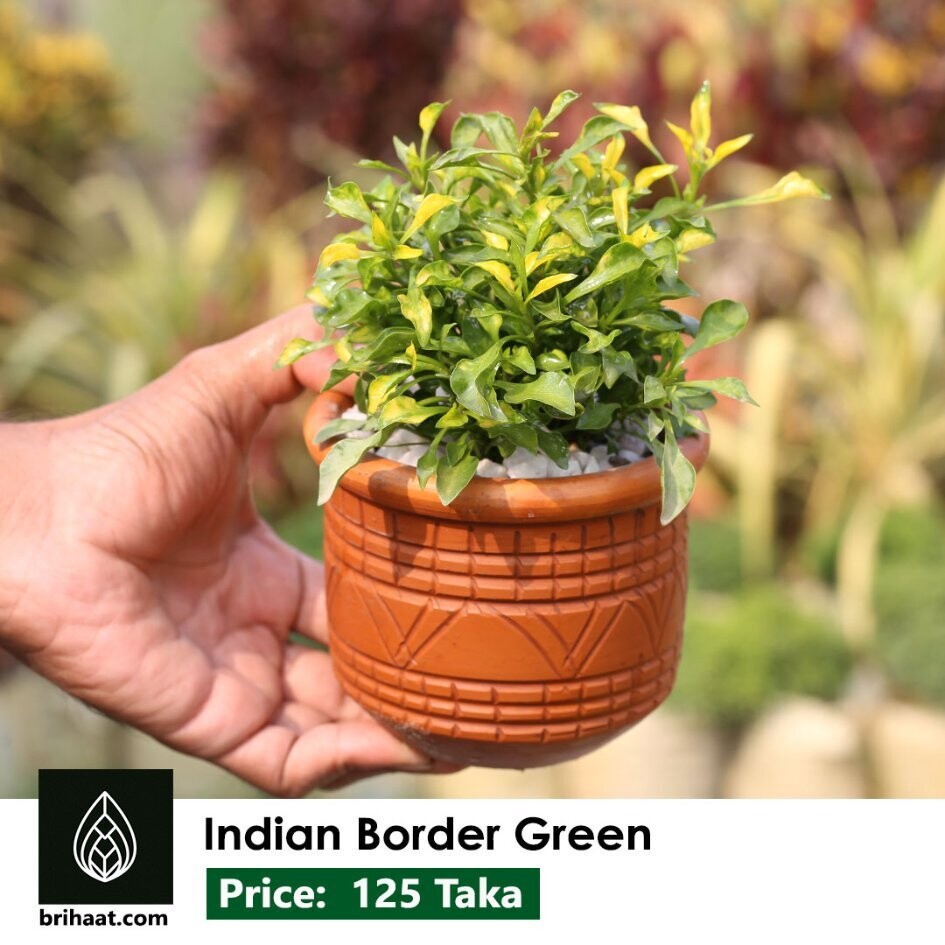Indian Border Green | ইন্ডিয়ান বর্ডার সবুজ