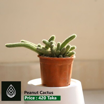 Peanut Cactus