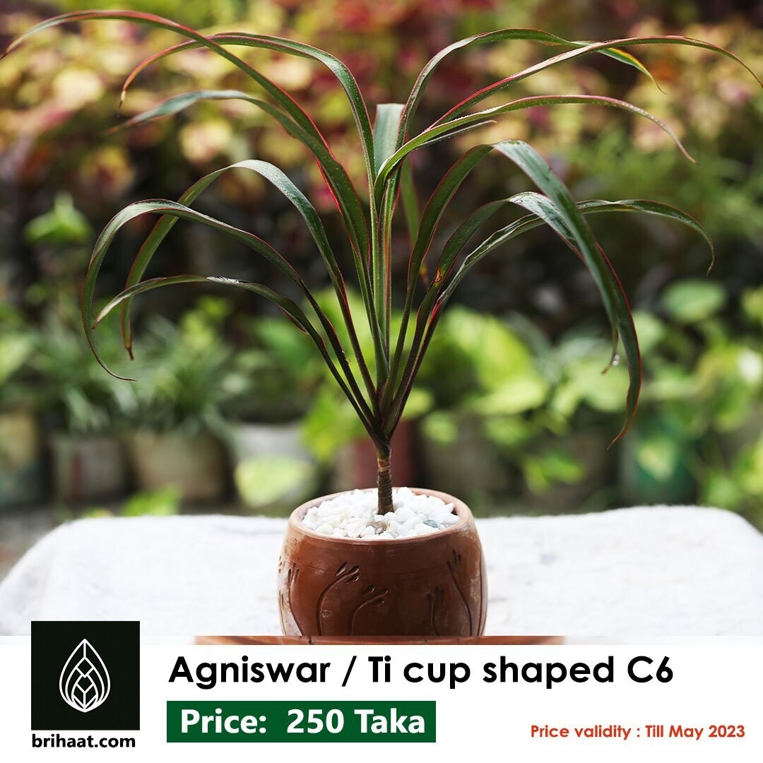 Agnishwar Ti cup shaped
