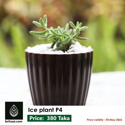 Ice Plant / Pickle Plant
