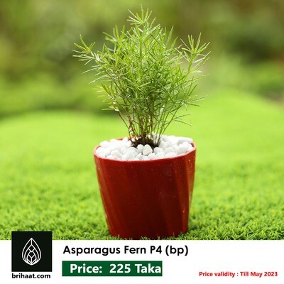 Asparagus Plant