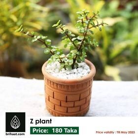 Z, Jade Plant