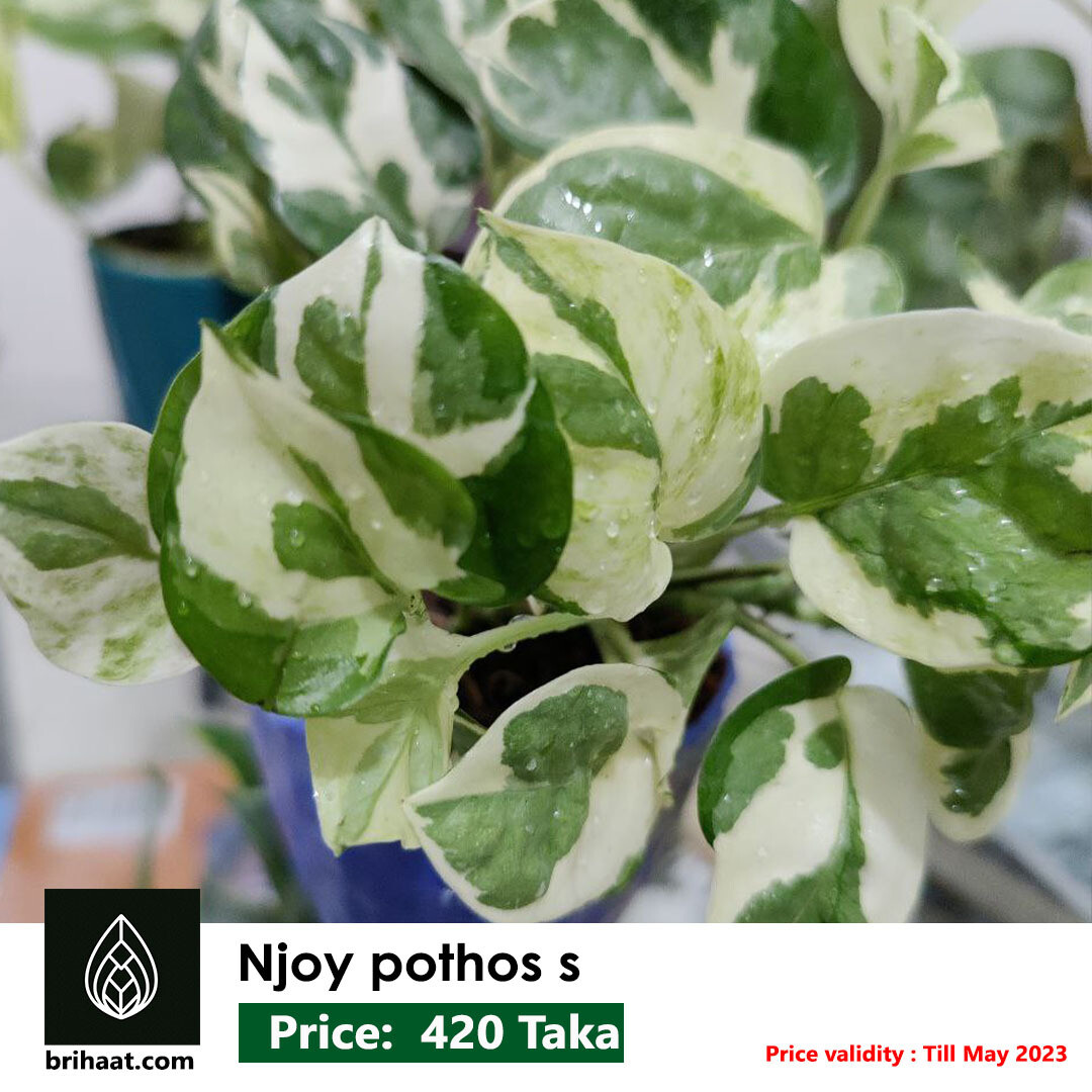 Njoy pothos / White money plant