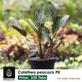 Calathea Peacock  with Plastic Pot