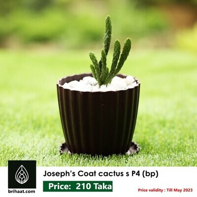 Joseph Coat Plant with Plastic Pot