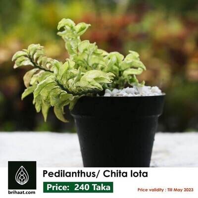 Chita Lota (চিতা লতা) / Pedilanthus "Curly Pink"