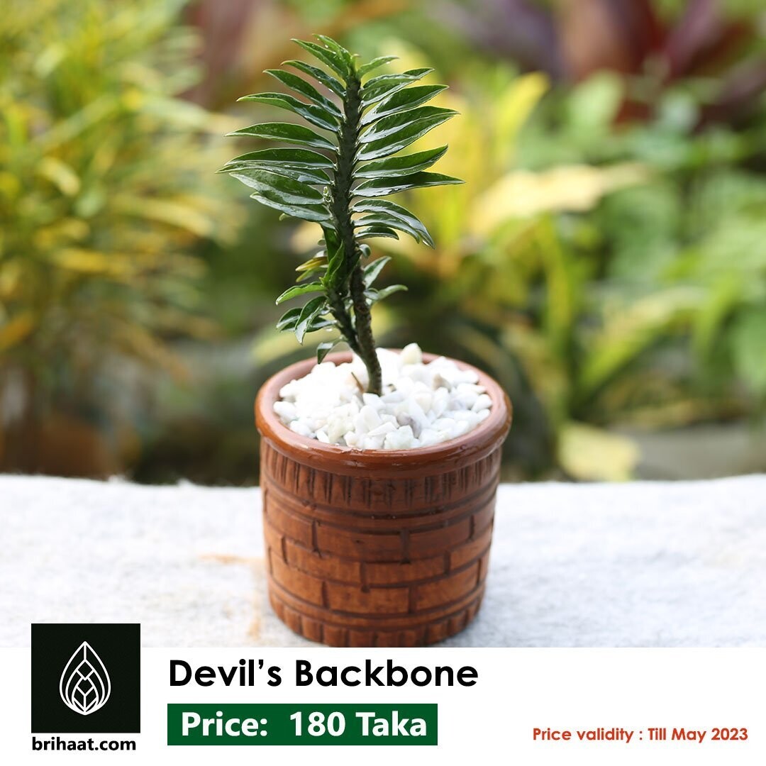Devils Backbone Plant