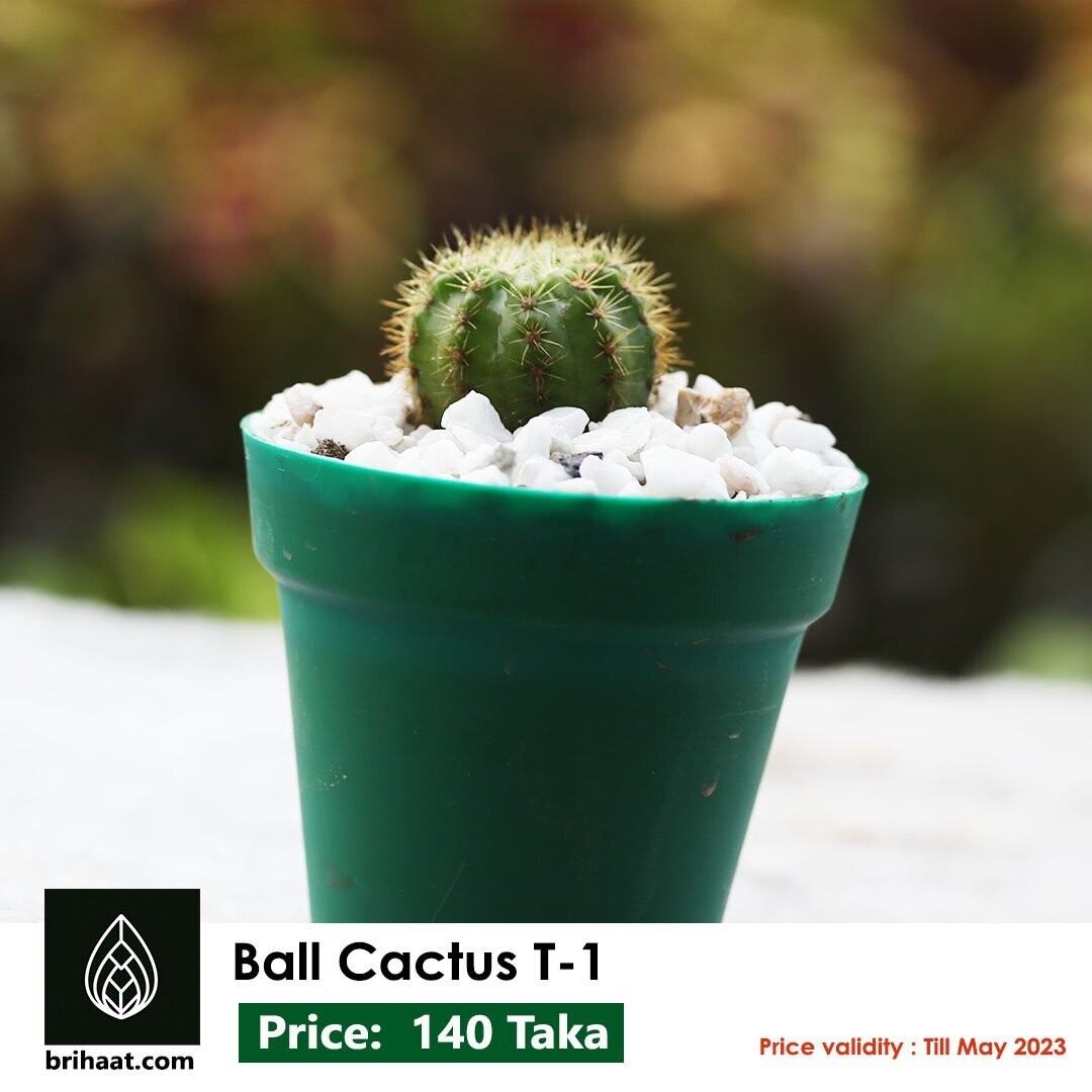 Ball Cactus T1