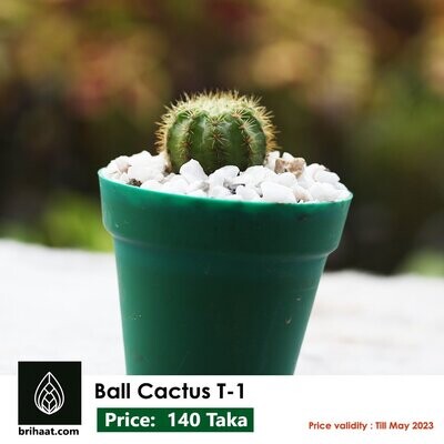 Ball Cactus T1 (Type 1)