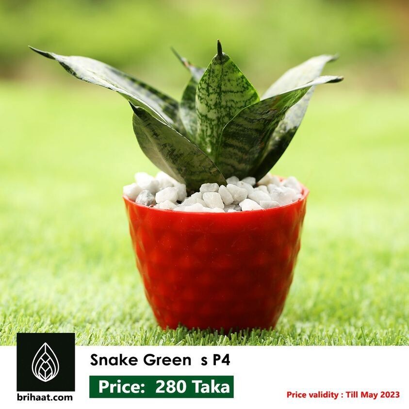 Snake Green Plant S P4 Short (Plastic Tub)