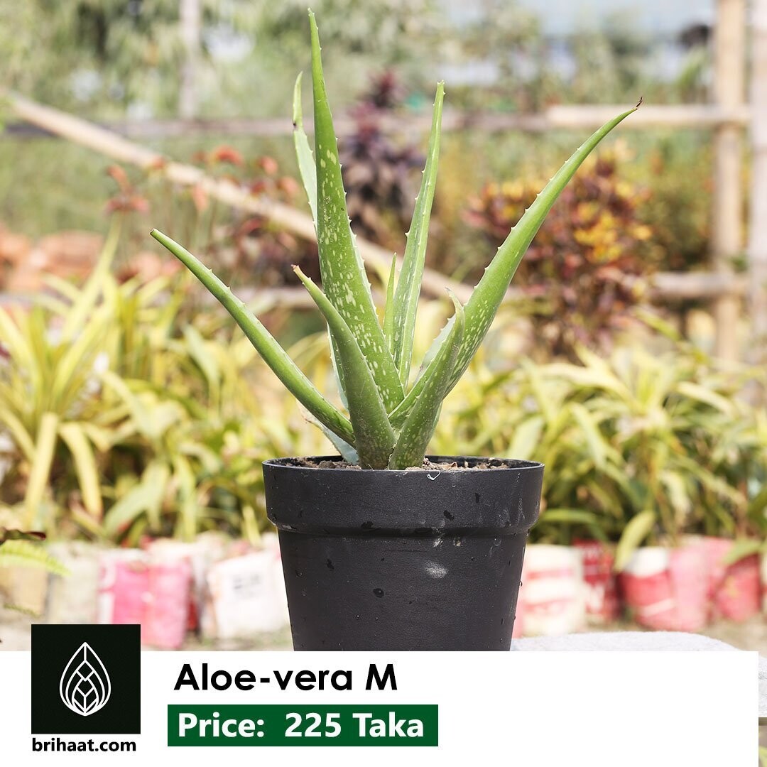 Aloe vera M (Medium Size) | অ্যালোভেরা