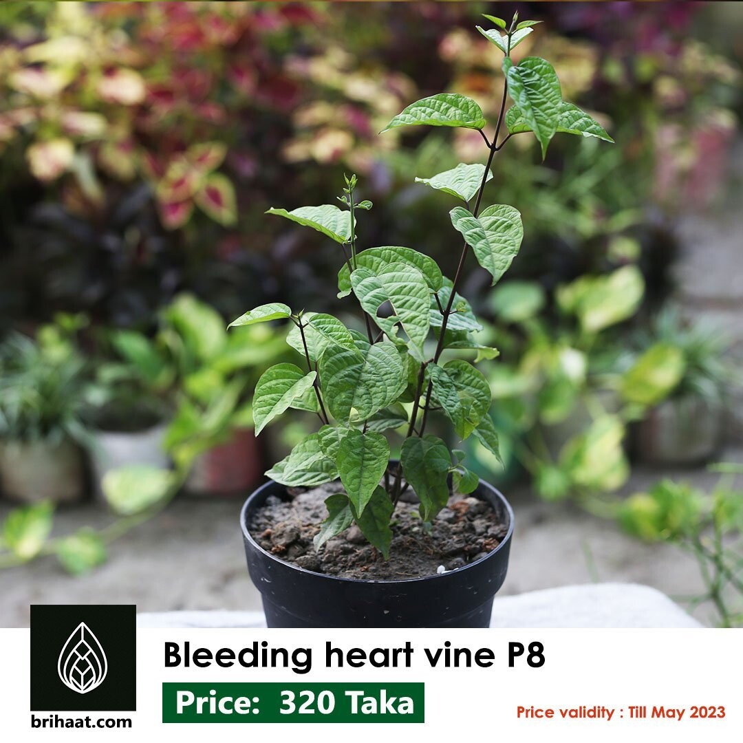 Bleeding Heart Vine P8 (Plastic Pot)