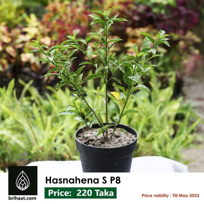 Hasnahena S P8 | হাসনাহেনা