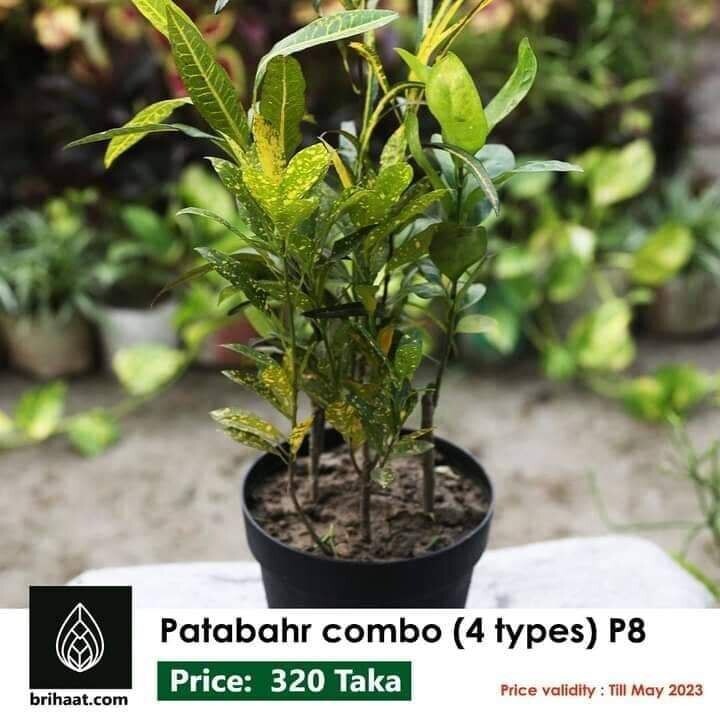 Patabahar Combo (4 Types) P8