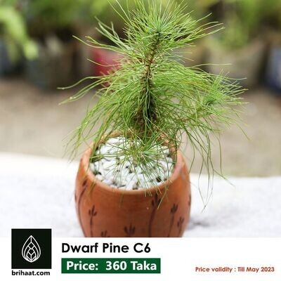 Dwarf Pine with Clay Pot (C6)