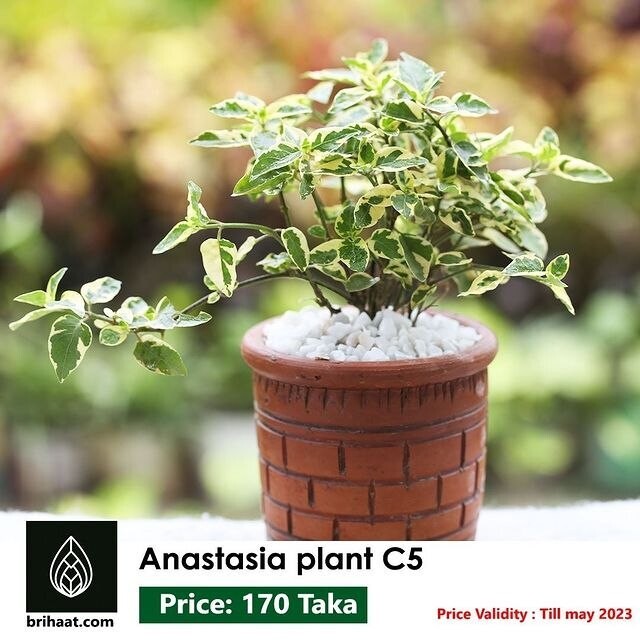 Anastasia Plant with Plastic Pot (5 inch)