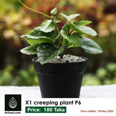 X1 Creeping Plant P6