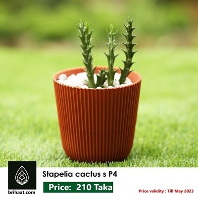 Stapelia Cactus s P4