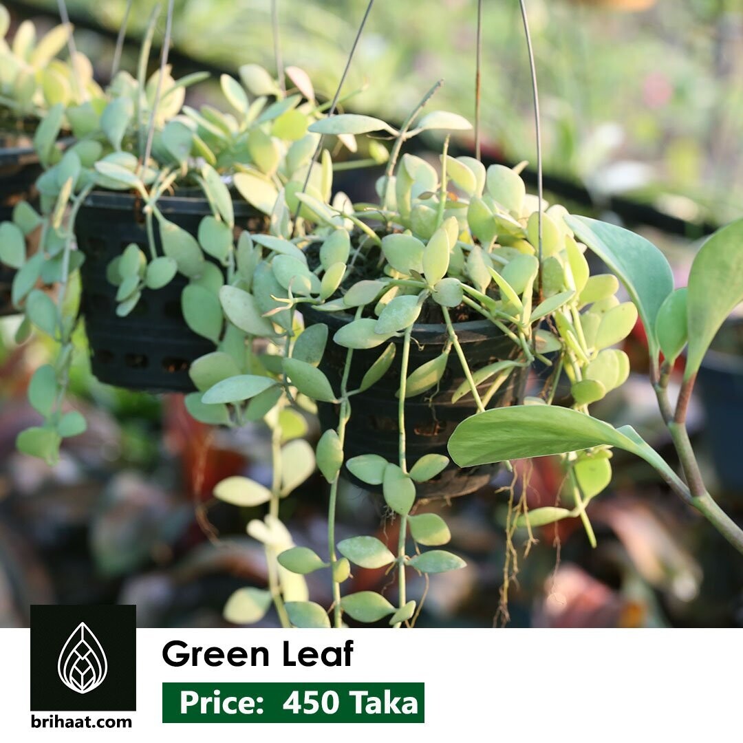 Green Leaf | Dischidia Creeper Plants | Button Orchid