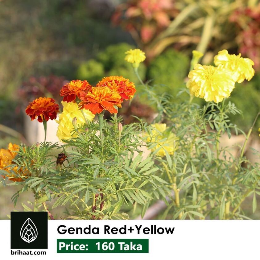 Genda Red + Yellow | Marigold | গেন্দা লাল + হলুদ