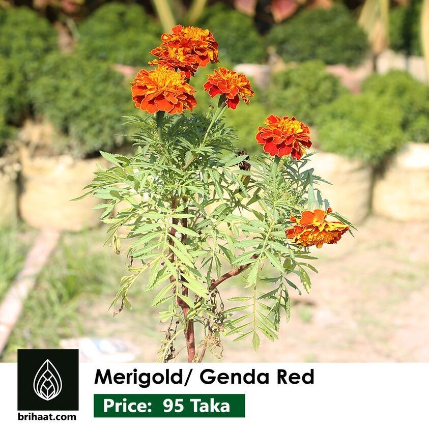 Merigold Red | Genda Red | গেন্দা লাল 