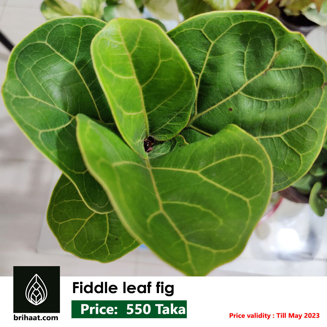 Fiddle-Leaf Fig Plant