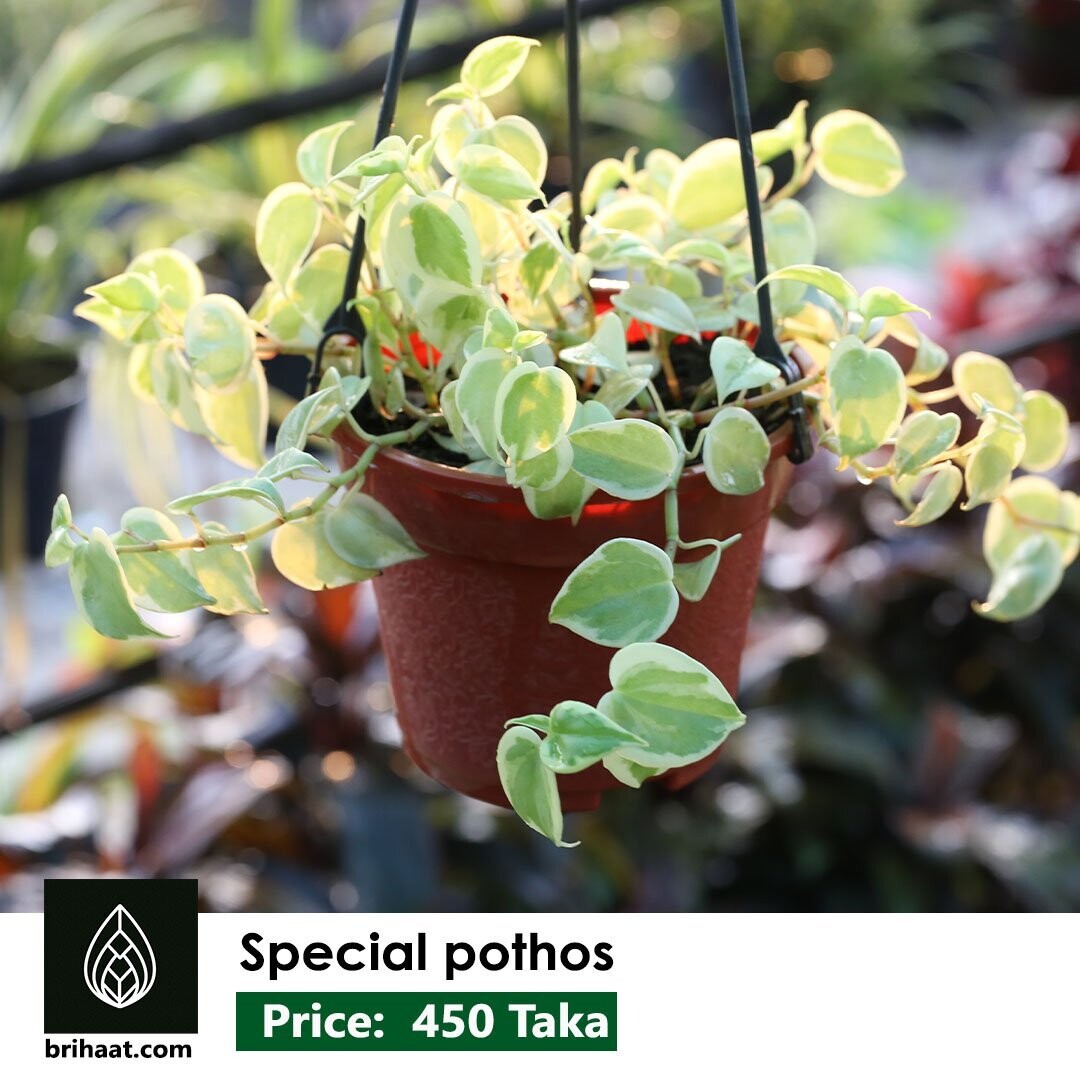 Trailing Peperomia Scandens
