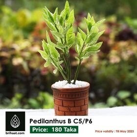 Pedilanthus B C5/P6