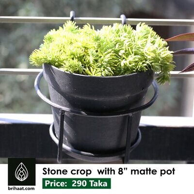 Stone crop Bush with 8 " matte tub