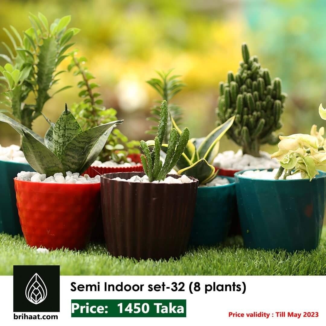 Semi Indoor Set-32 | 8 Plants