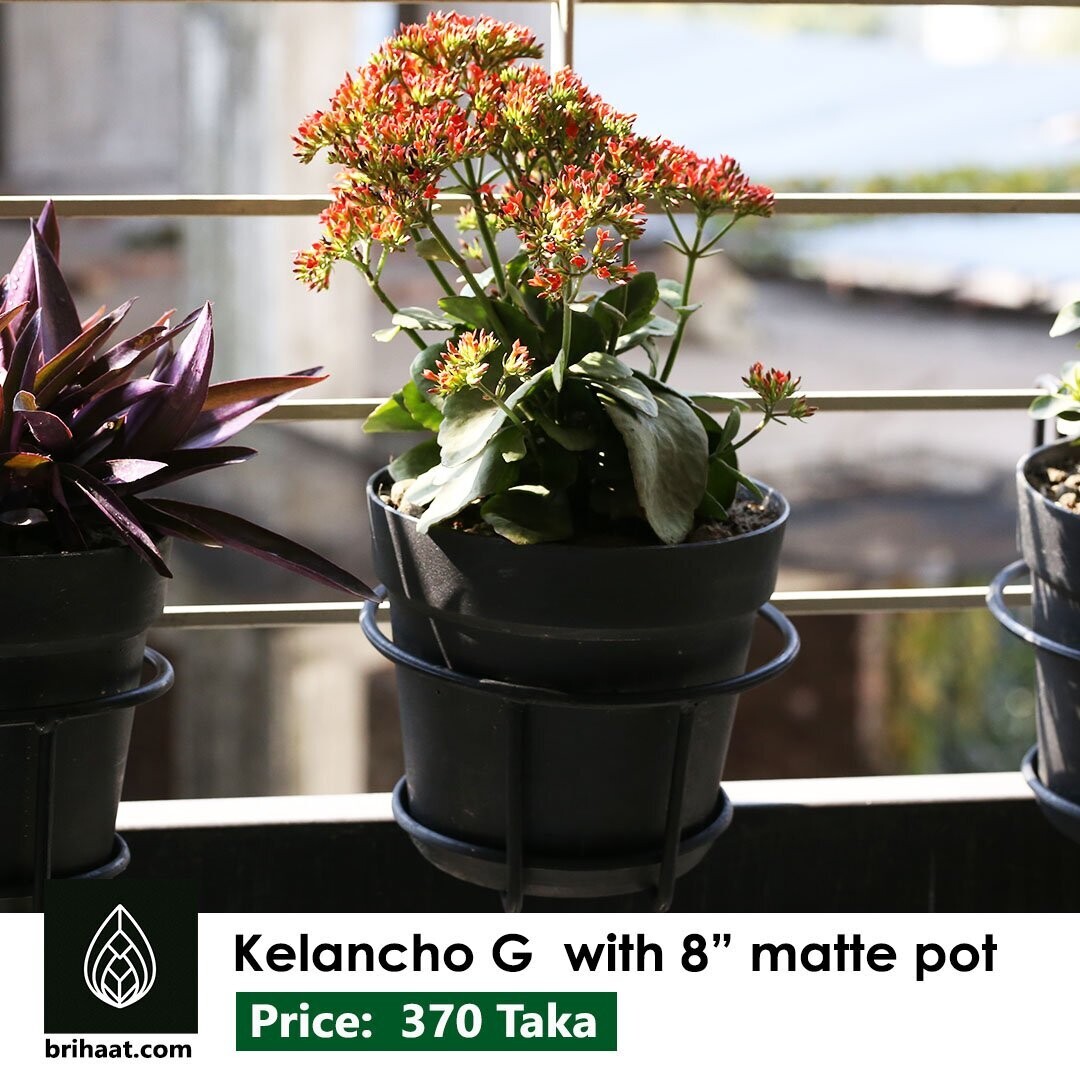 Kalanchoe with Grill Planter (8 inch Matte Tub)