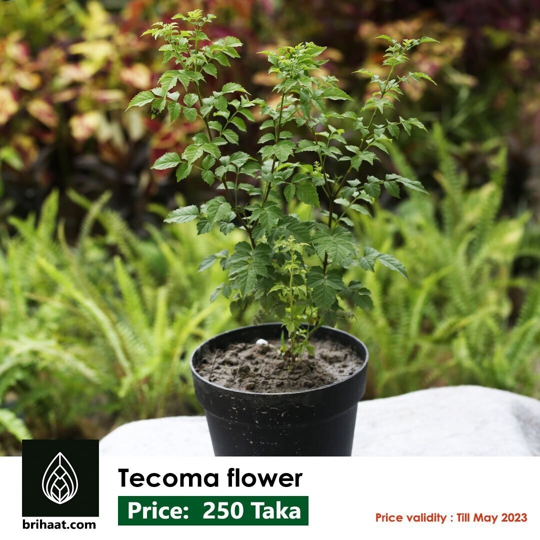 Tecoma Flower with 8 " Matte pot