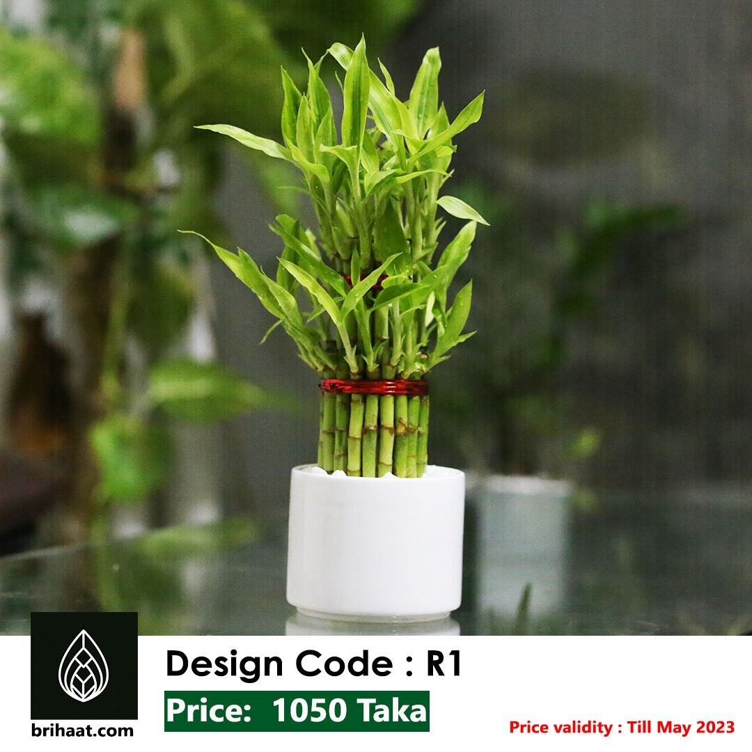 Lucky Bamboo Design R1