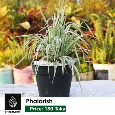 Phalaris | Ribbon Grass