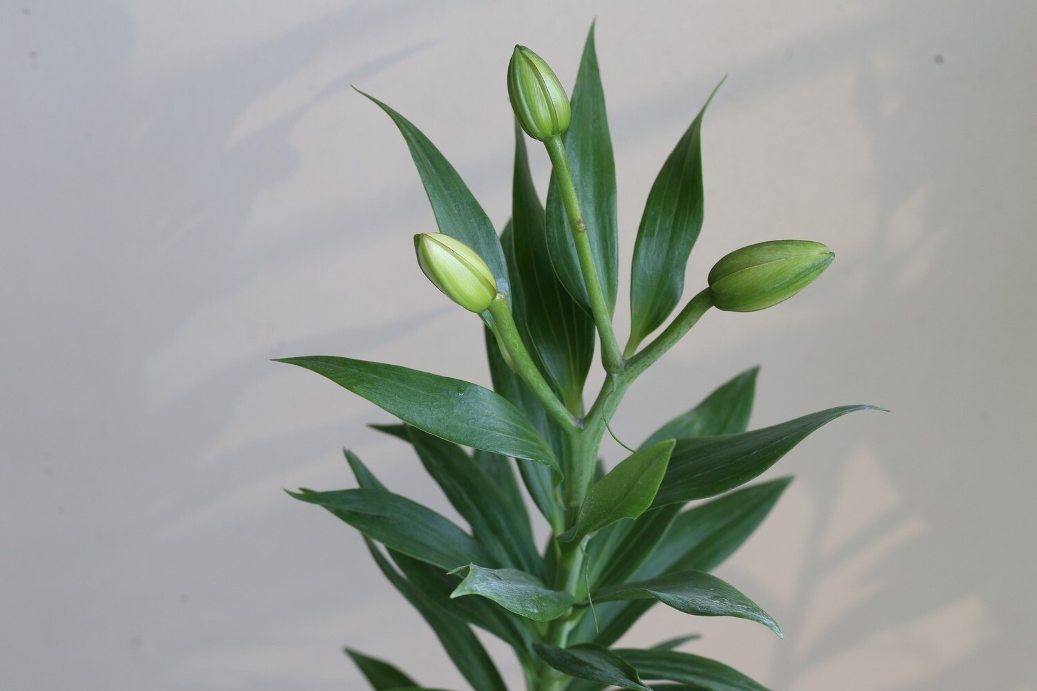 Lilium / Pot lily