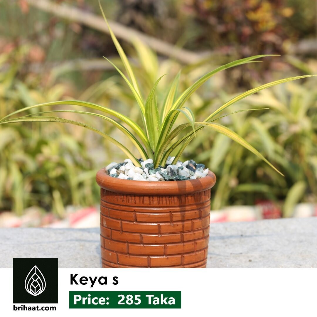 Keya Short Size Plant