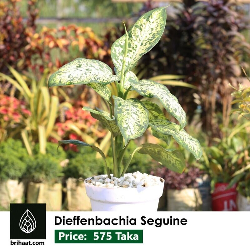 Dieffenbachia Seguine | Dumb Cane Large Size Plant