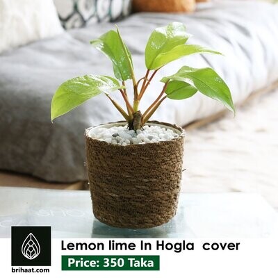 Lemon Lime in Hogla Cover