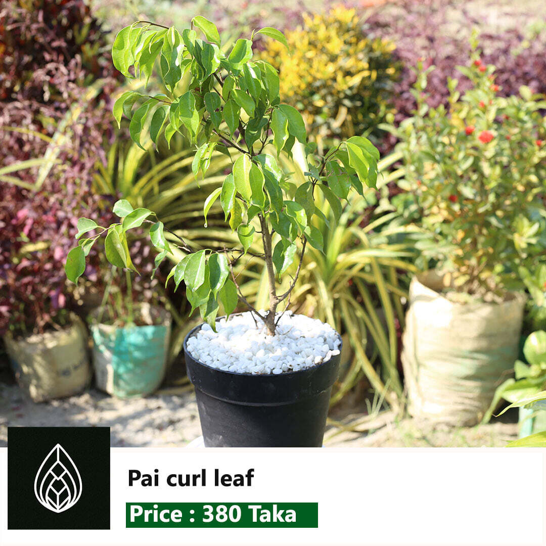 Pai Plant