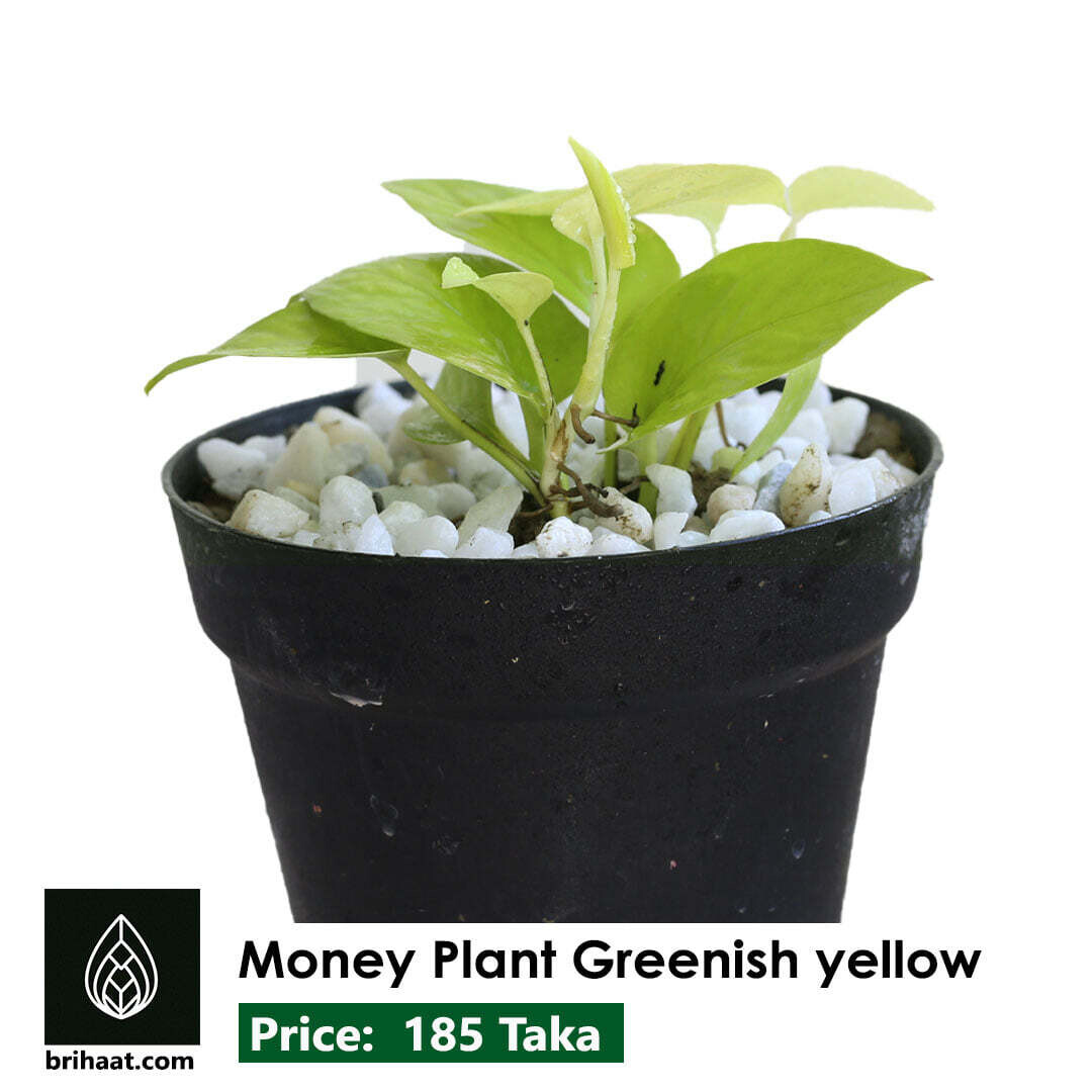 Money Plant Greenish Yellow, Neon Pothos