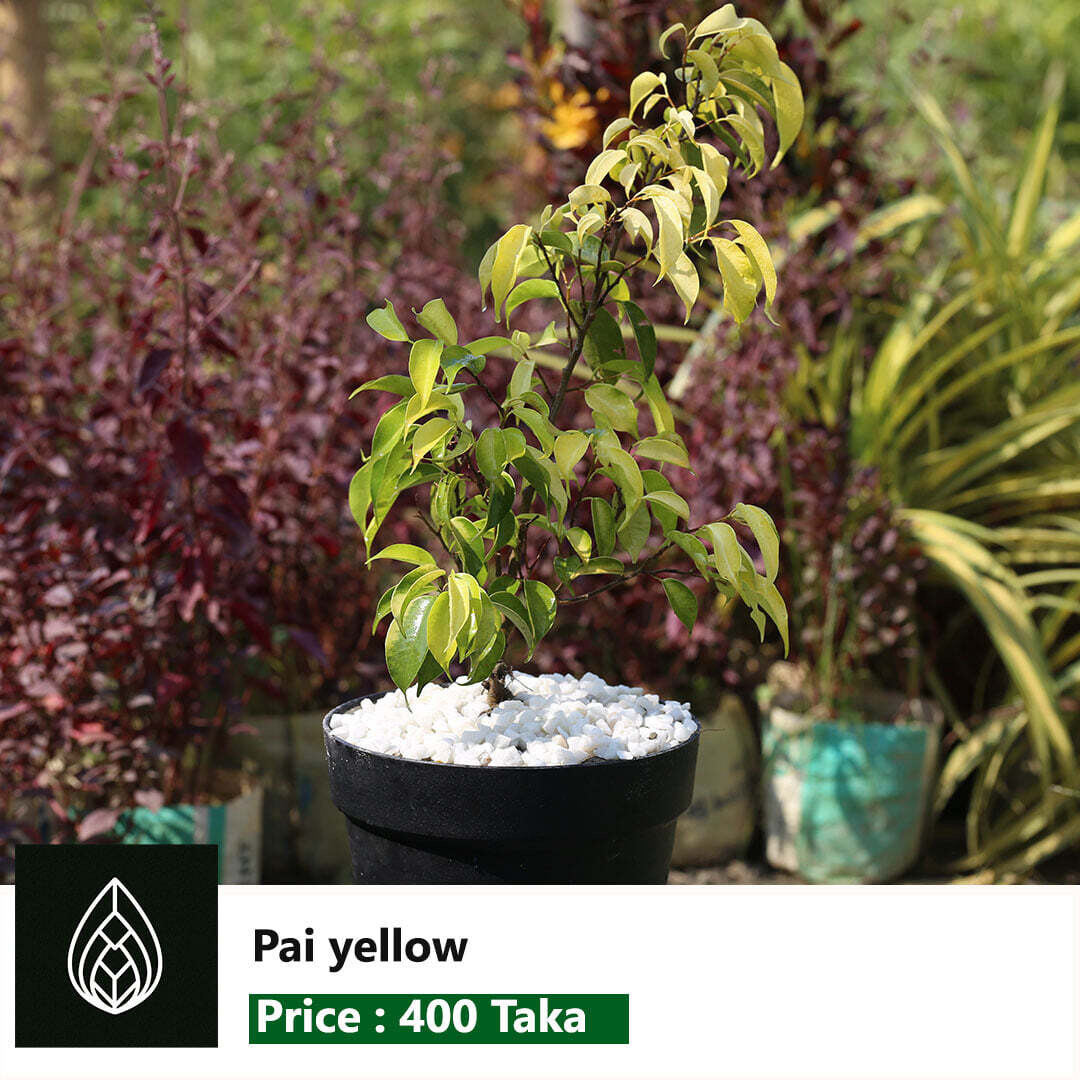 Pai Plant