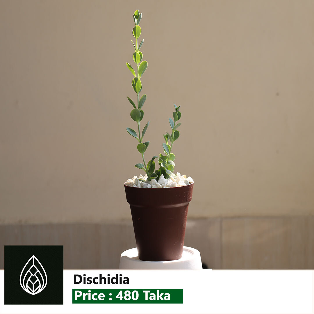 Dischidia Plant